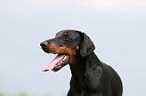 DOBERMANN 1282